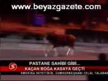 Kaçan Boğa Kasaya Geçti