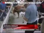 Boğaya Dikkat!