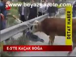 E - 5'te Kaçak Boğa