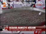 Bedava Hamsiye Hücum