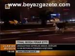 İthal Boğa Firar Etti