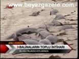 Balinaların Toplu İntiharı