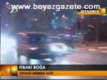 Firari Boğa