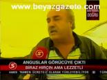 Anguslar Görücüye Çıktı