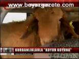 Kurbanlıklarla Koyun Koyuna
