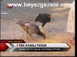 Tek Ayaklı Tavuk