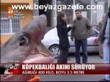 Köpekbalığı Akını Sürüyor