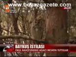 Baykuş İstilası