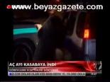 Aç Ayı Kasabaya İndi