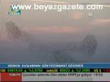 Sığırcık Kuşlarının Gökyüzündeki Gösterisi