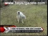 Hem Yetenekli Hem Zeki Chaser