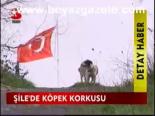 Şile'de Köpek Korkusu