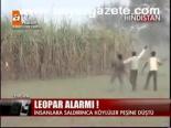 Leopar Alarmı!