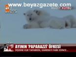 Ayının Paparazzi Öfkesi
