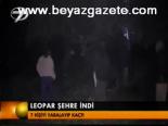 Leopar Şehre İndi