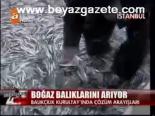 Boğaz Balıklarını Arıyor