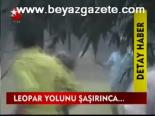 Leopar Yolunu Şaşırınca