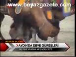 Aydın'da Deve Güreşleri