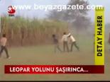 Leopar Köy Bastı