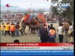 Aydın'da Deve Güreşleri