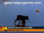 Buzdan Buzağı Kurtarma