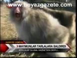 Maymunlar Tarlalara Saldırdı
