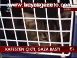Kafesten Çıktı, Gaza Bastı