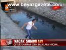 Kaçak Somon Avı