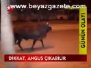 Dikkat, Angus Çıkabilir