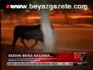 Kızgın Boğa Kaçarsa...