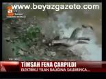 Timsah Fena Çarpıldı