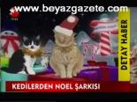 Kedilerden Noel Şarkısı