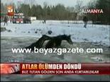 Atlar ölümden döndü