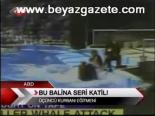 Katil Balina Eğitmenini Öldürdü