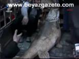 karakaya - 123 Kiloluk Dev Balık Videosu