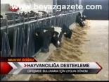 Hayvancılığa Destekleme