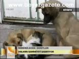 Kedi Köpek Kardeşliği