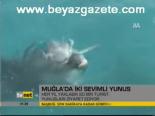 Muğla'da İki Sevimli Yunus