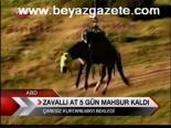 Zavallı At 5 Gün Mahsur Kaldı