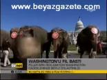 Washington'u Fil Bastı