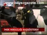 İnek Hırsızlığı Başgösterdi