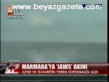 Marmara'ya Jaws Akını
