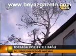 Toprağa Kökleryile Bağlı