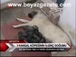 kangal kopegi - Kangal Köpeğinin İlginç Doğumu Videosu