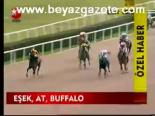 Eşek, At, Buffalo