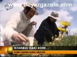 İstanbul'daki Kore