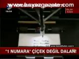 1 Numara Çiçek Değil Dalan