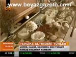 Tehlike Altındaki Balıklar