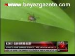 Kene 1 Can Daha Aldı