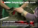 Kayıp Kedi Charles